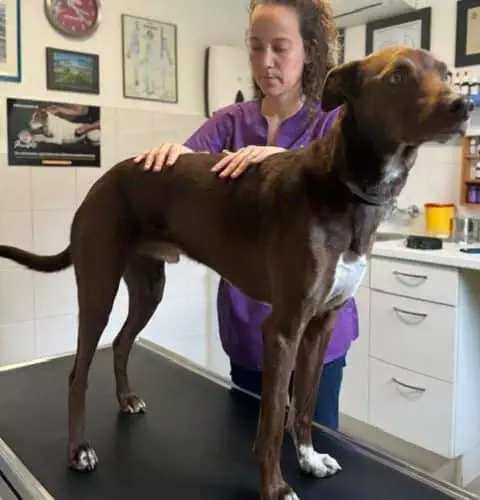 L'ostéopathie et l'acupuncture pour traiter l'incontinence urinaire chez les chiens et les chats