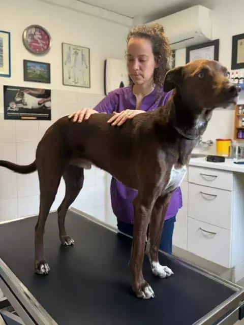 L'ostéopathie et l'acupuncture pour traiter l'incontinence urinaire chez les chiens et les chats