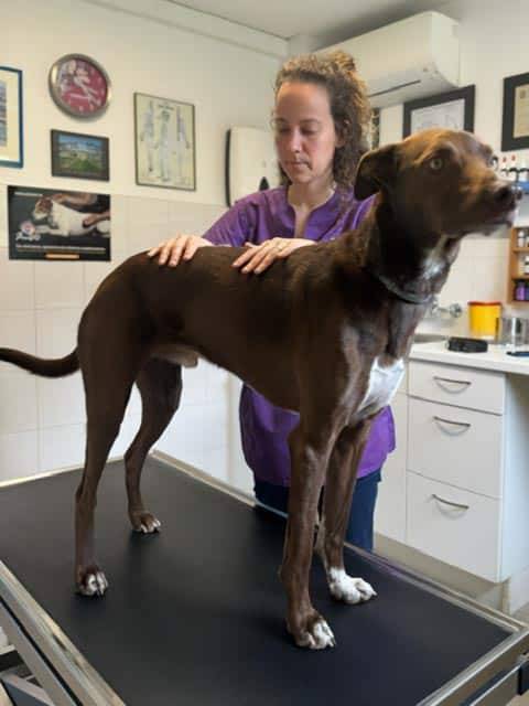 L'ostéopathie et l'acupuncture pour traiter l'incontinence urinaire chez les chiens et les chats