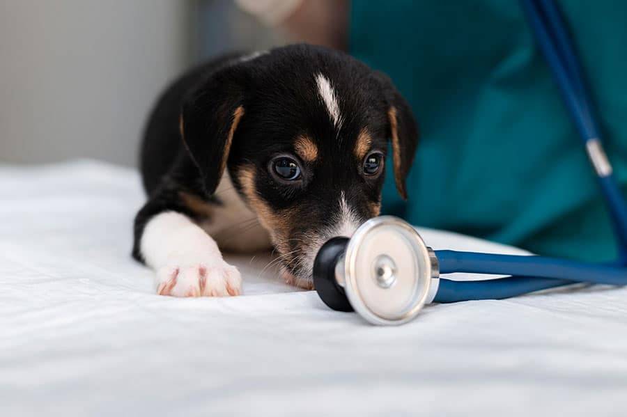 Allergies chez Chien et Chat : SymptĂ´mes, Causes et Solutions